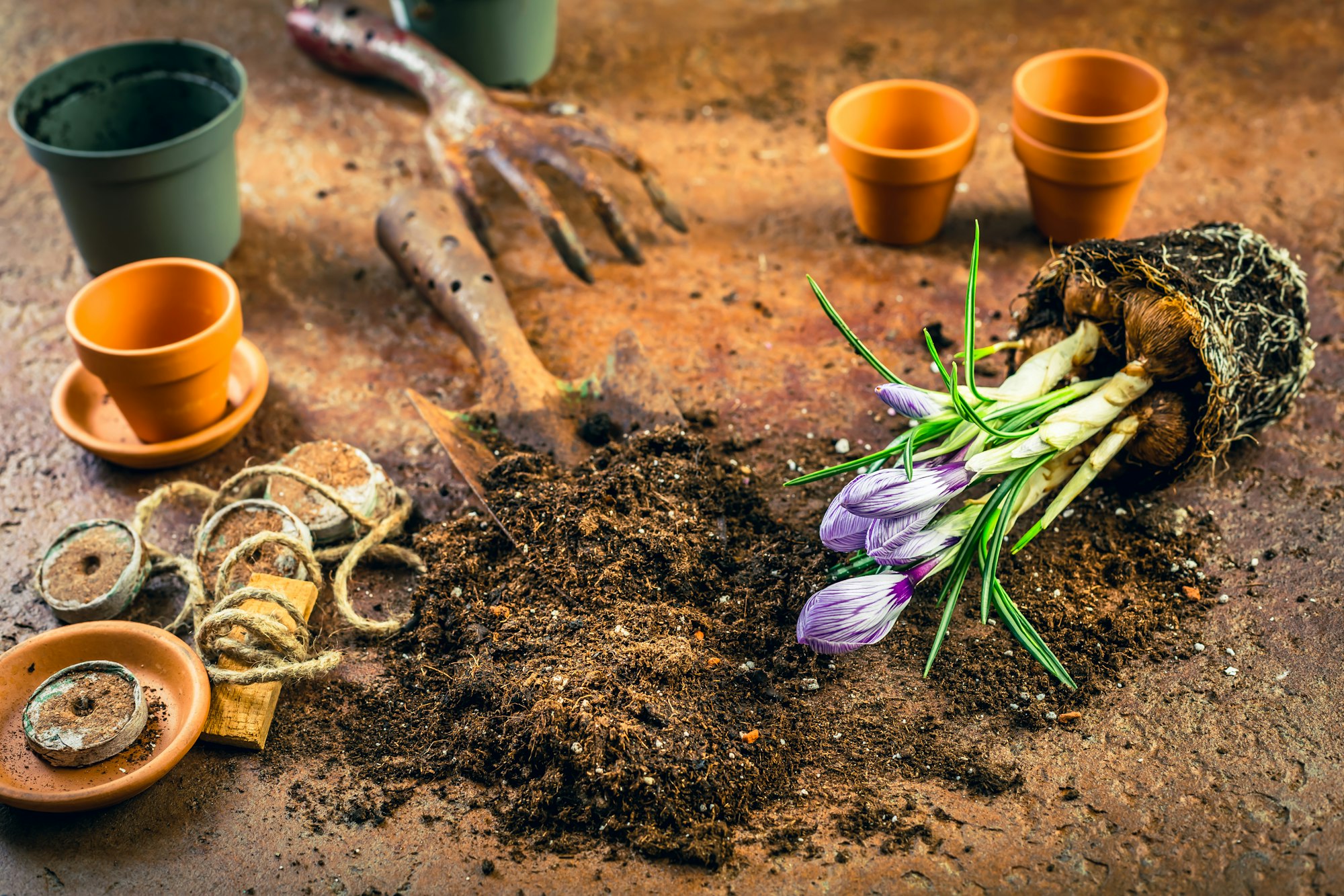 Spring gardening concept - gardening tools with plants, flowerpots and soil